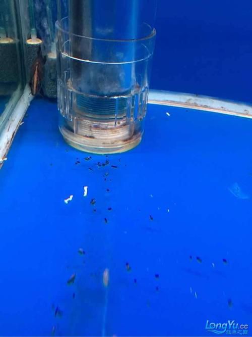 有哪些龍魚品種的糞便圖片？