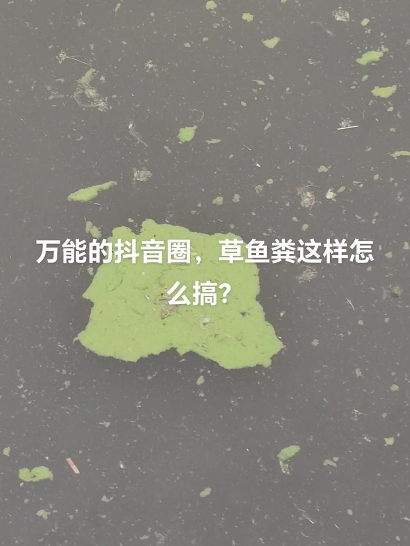 有哪些龍魚品種的糞便圖片？