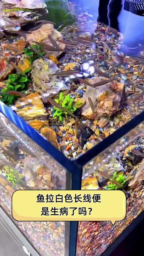 有哪些龍魚品種的糞便圖片？