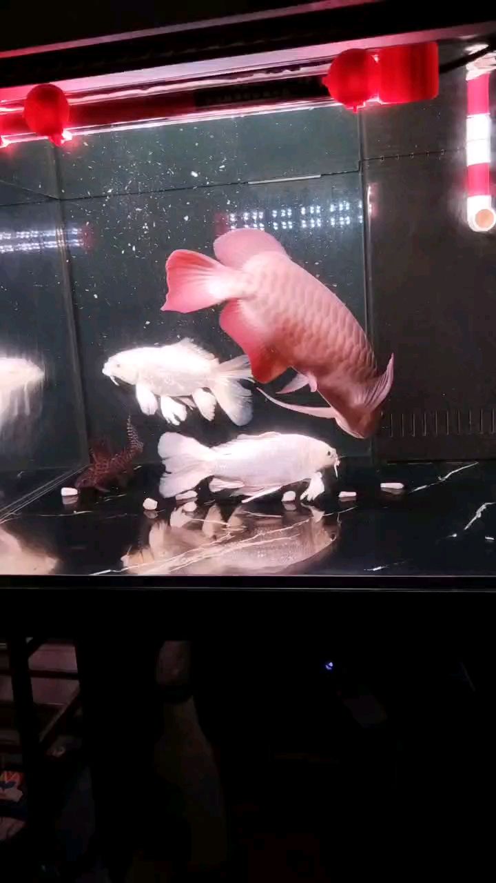 打卡喂食