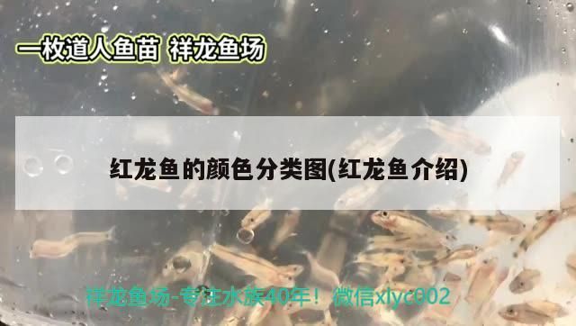 紅龍魚的顏色分類圖(紅龍魚介紹)