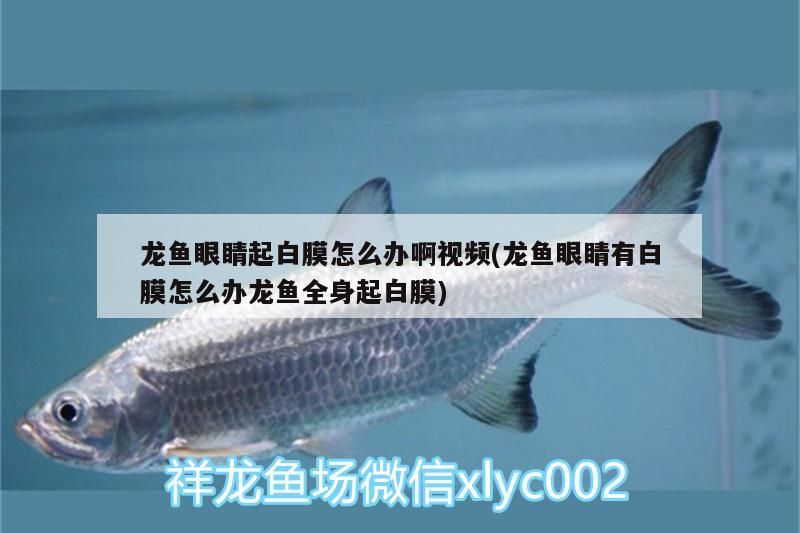 龍魚眼睛起白膜怎么辦啊視頻(龍魚眼睛有白膜怎么辦龍魚全身起白膜)