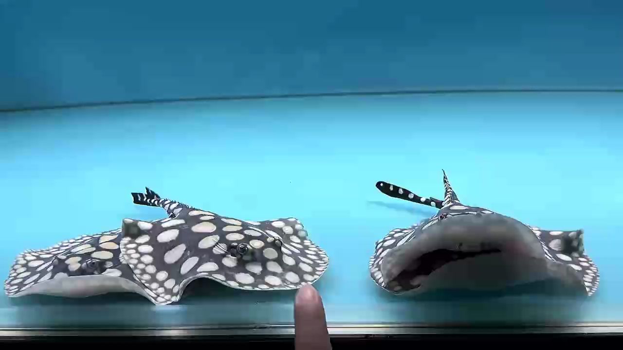 互動性極強(qiáng)，陪伴價(jià)值極高，情緒價(jià)值滿分