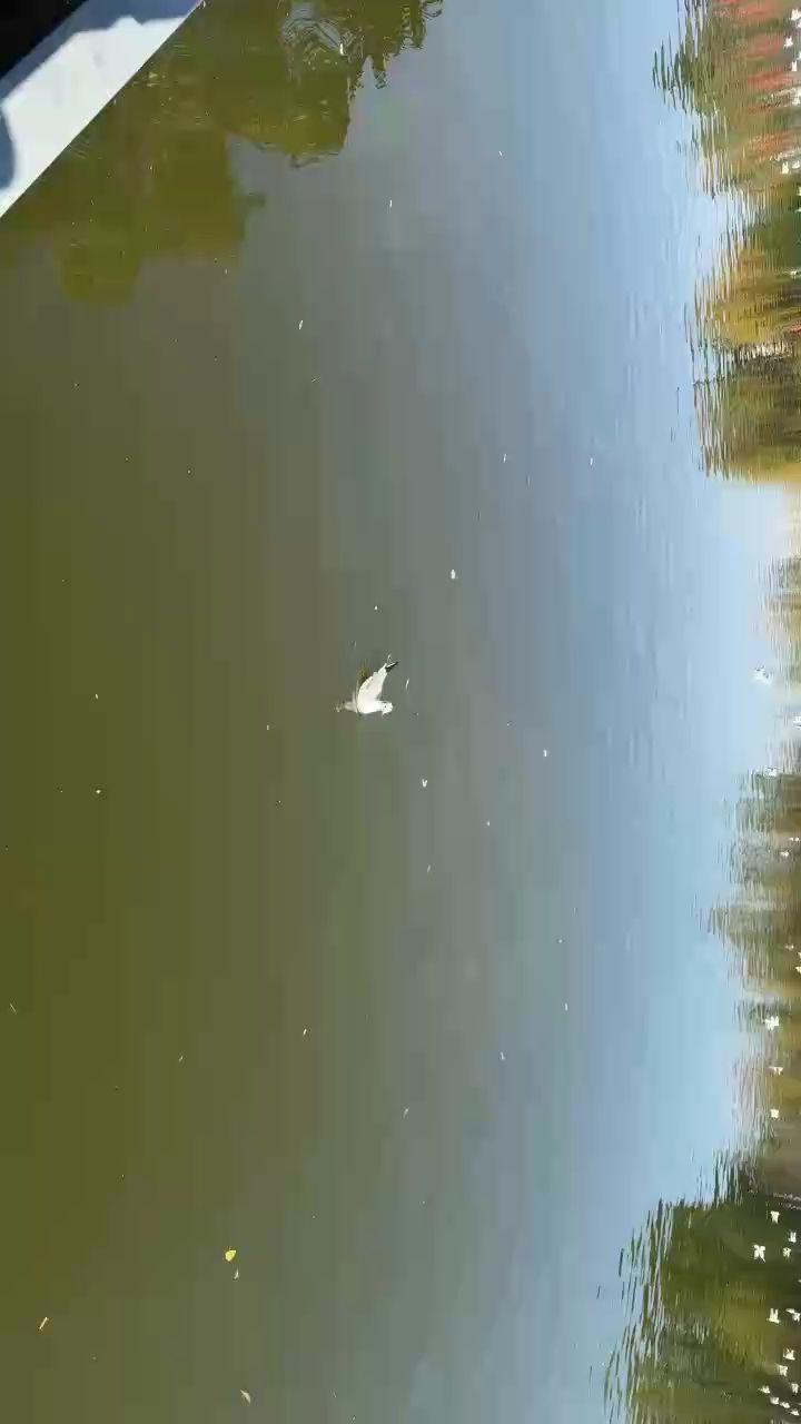 海鷗飛呀飛
