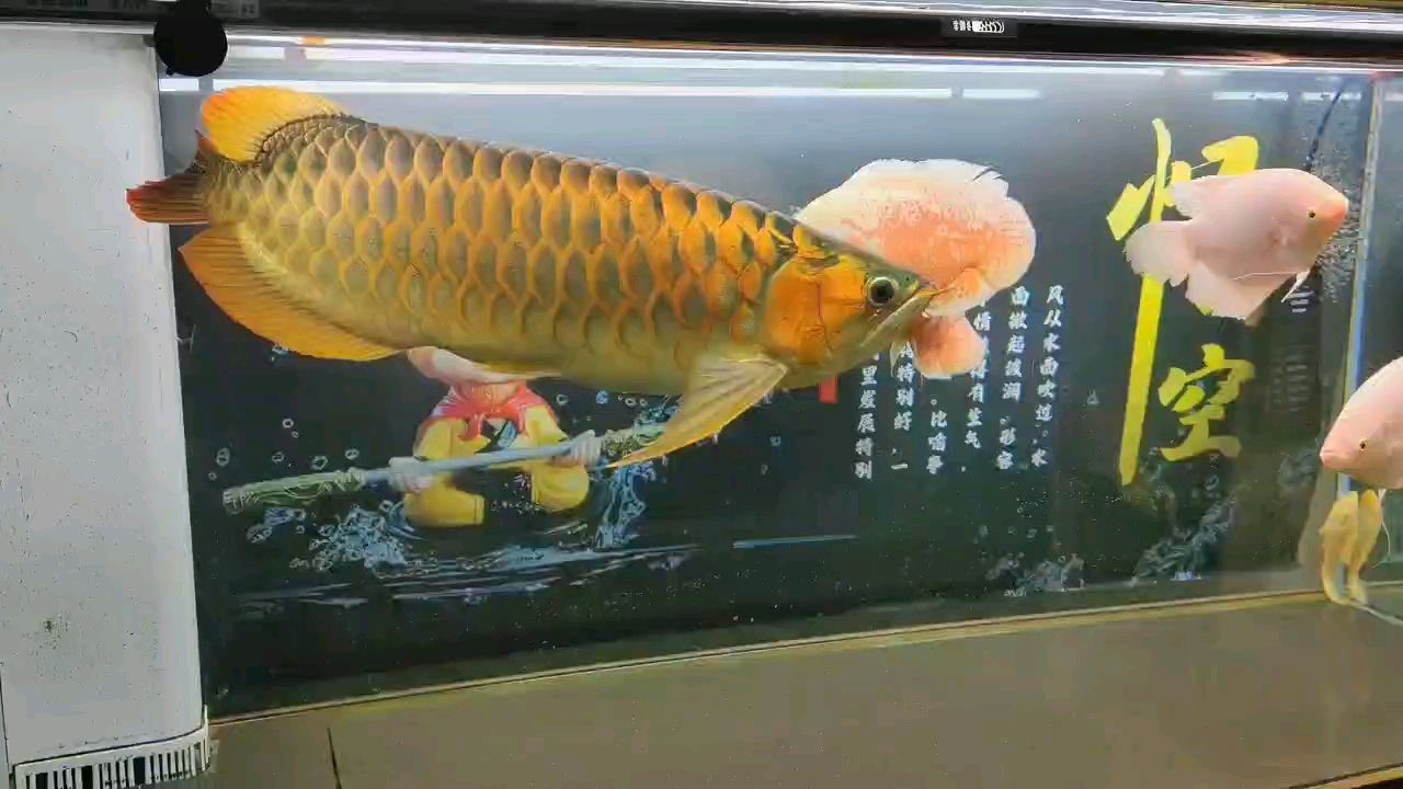 五年五個月