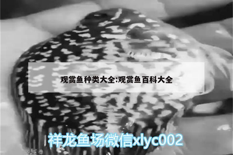 觀賞魚種類大全:觀賞魚百科大全 觀賞魚種類大全:觀賞魚百科大全 觀賞魚百科