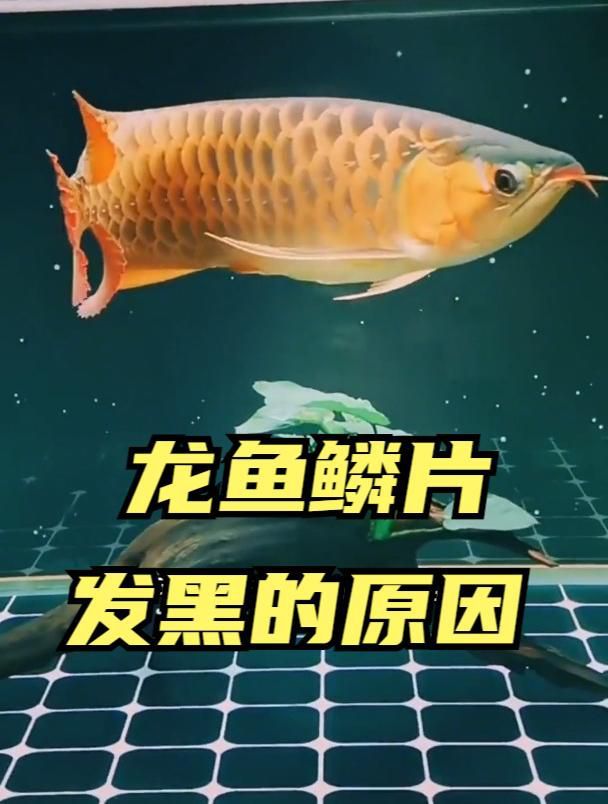 如何判斷龍魚鱗片發黑原因？