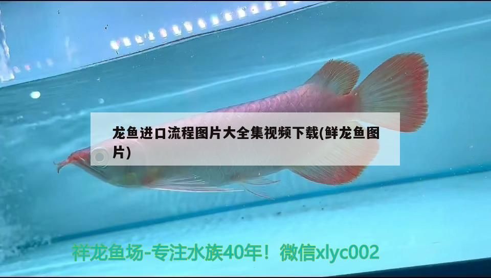 龍魚進口流程圖片大全集視頻下載(鮮龍魚圖片)