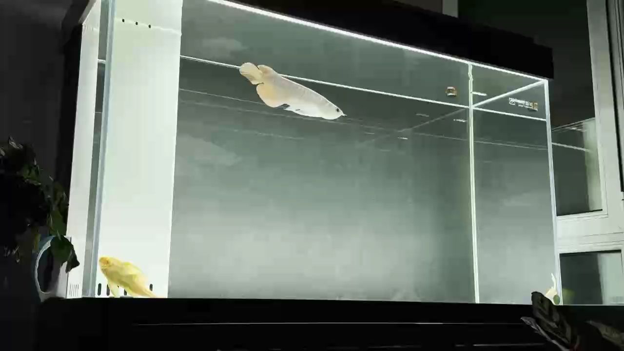 第二天開燈 開口 狀態緩慢提升中