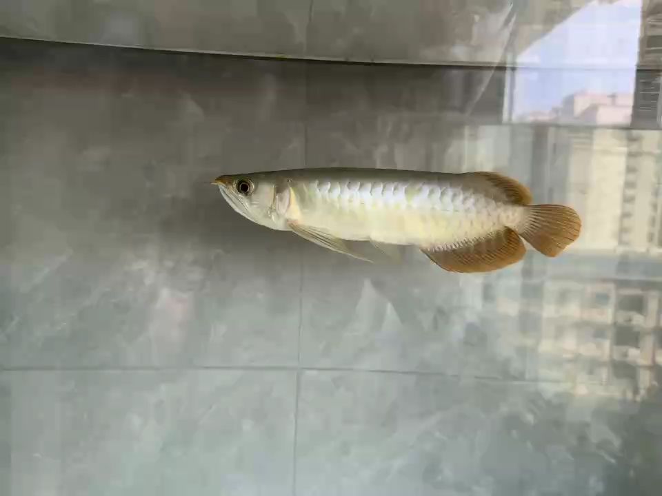 入魚第一天