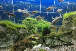 從網上買金龍魚怎么樣（從網上買金龍魚怎么樣可靠嗎）
