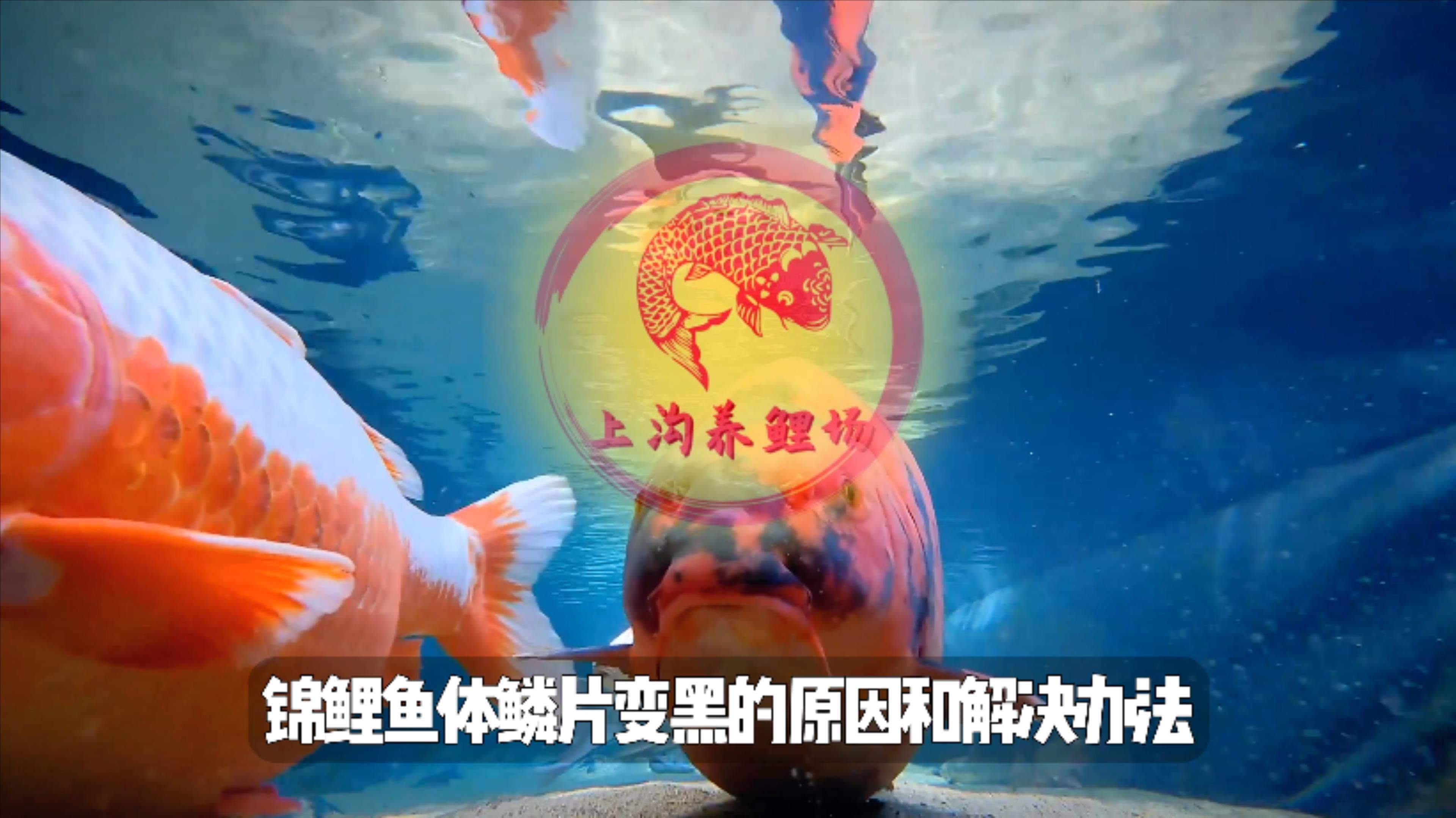 如何判斷魚鱗變黑是由什么引起的？