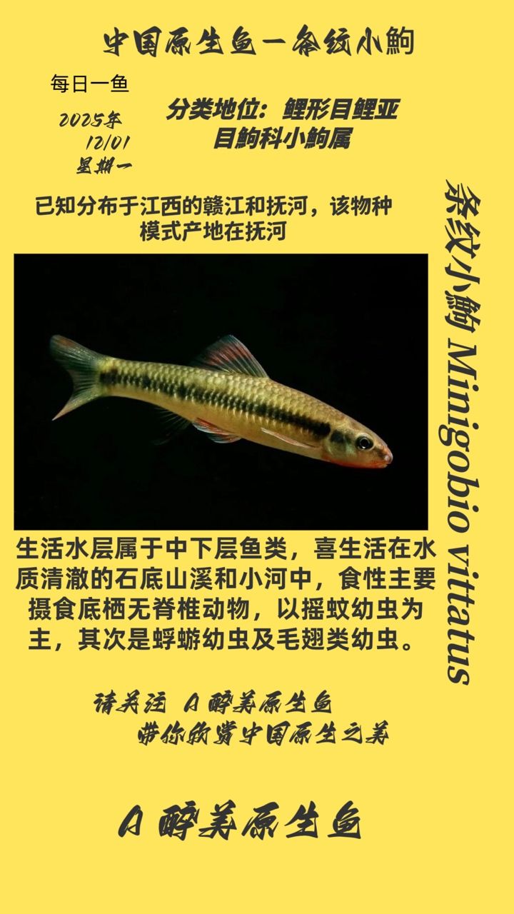 條紋小鮈 條紋小鮈 龍魚論壇