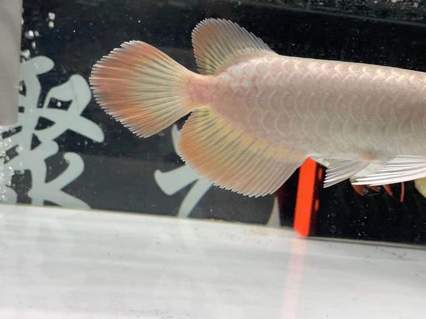 龍魚喂食什么最好（ 龍魚喂食方法）