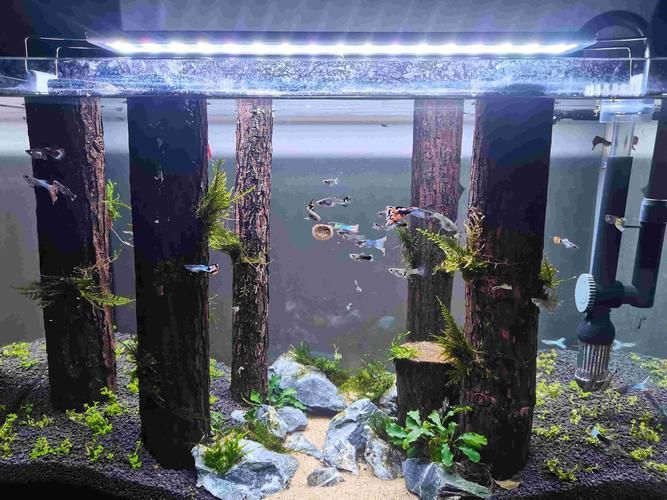 能推薦幾款三色魚缸燈嗎？