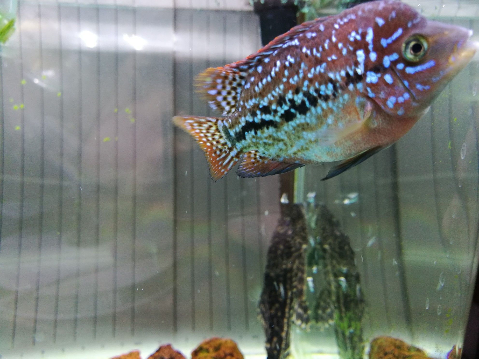 安陽觀賞魚市場(chǎng)更新