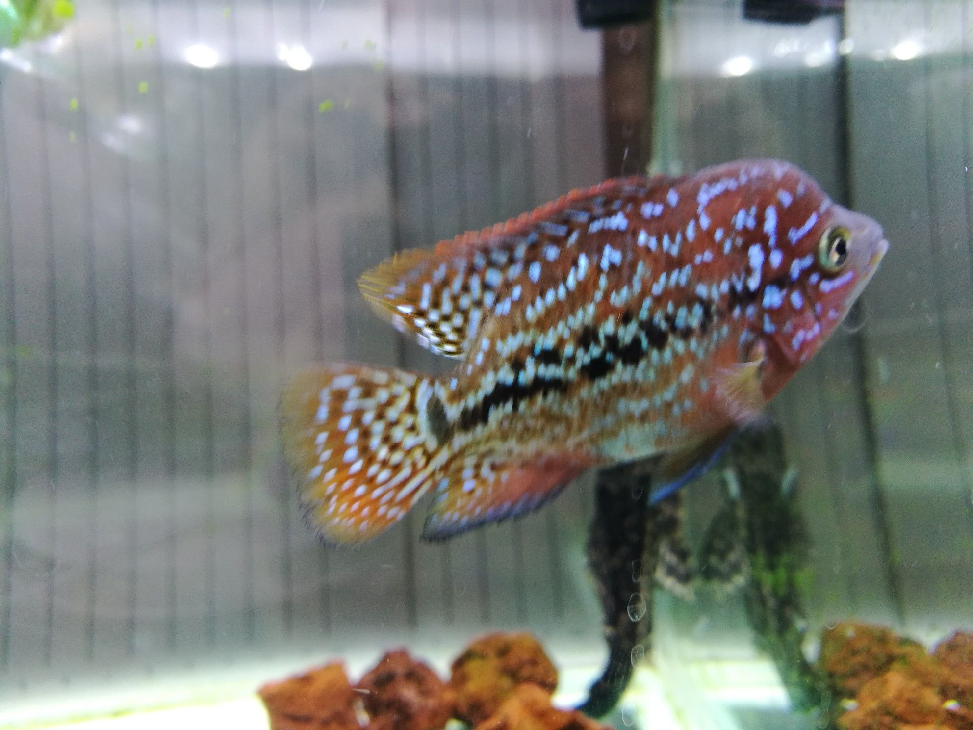 安陽觀賞魚市場(chǎng)更新