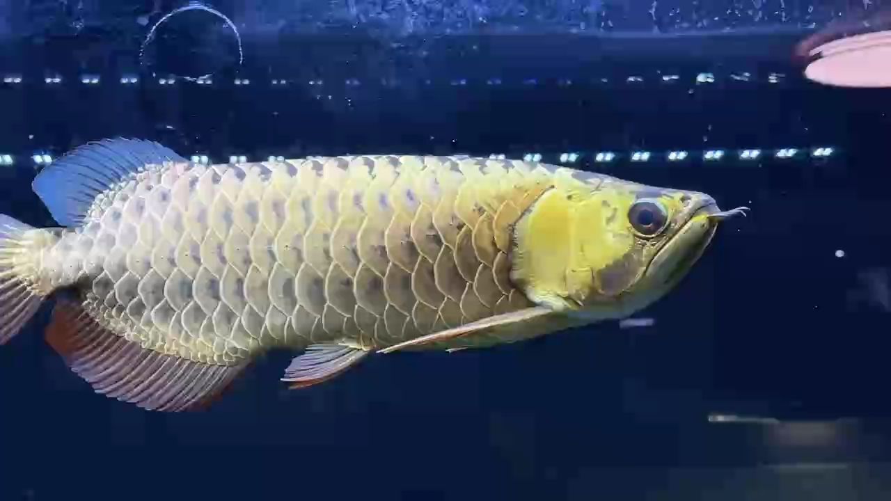 鯊魚嘴古典過背36公分￥6888