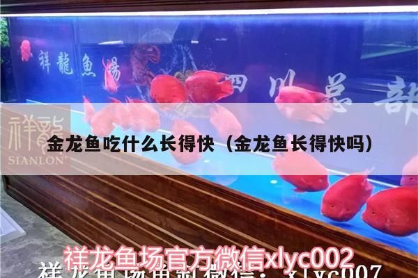 金龍魚吃什么長得快（金龍魚長得快嗎） 金龍魚吃什么長得快（金龍魚長得快嗎） 觀賞魚百科