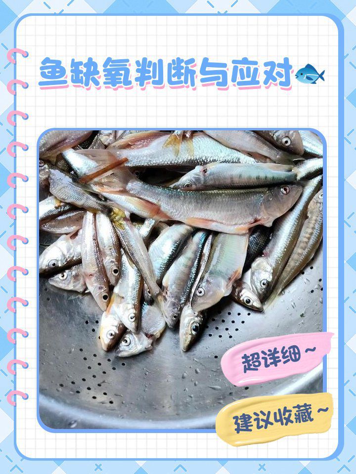 詳細閱讀:如何判斷魚是否因缺氧翻肚? 如何判斷魚是否因缺氧翻肚?