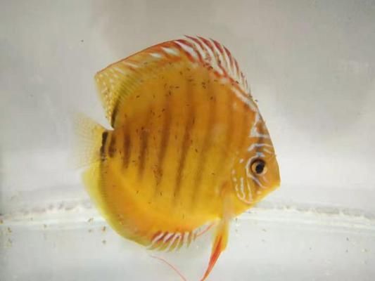 最貴的紅龍魚（關(guān)于紅龍魚的一些問題）