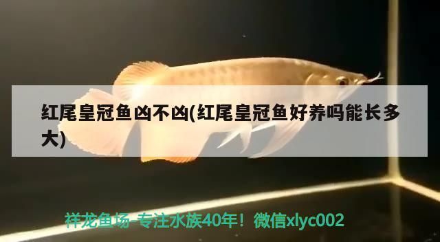 紅尾皇冠魚兇不兇(紅尾皇冠魚好養嗎能長多大)