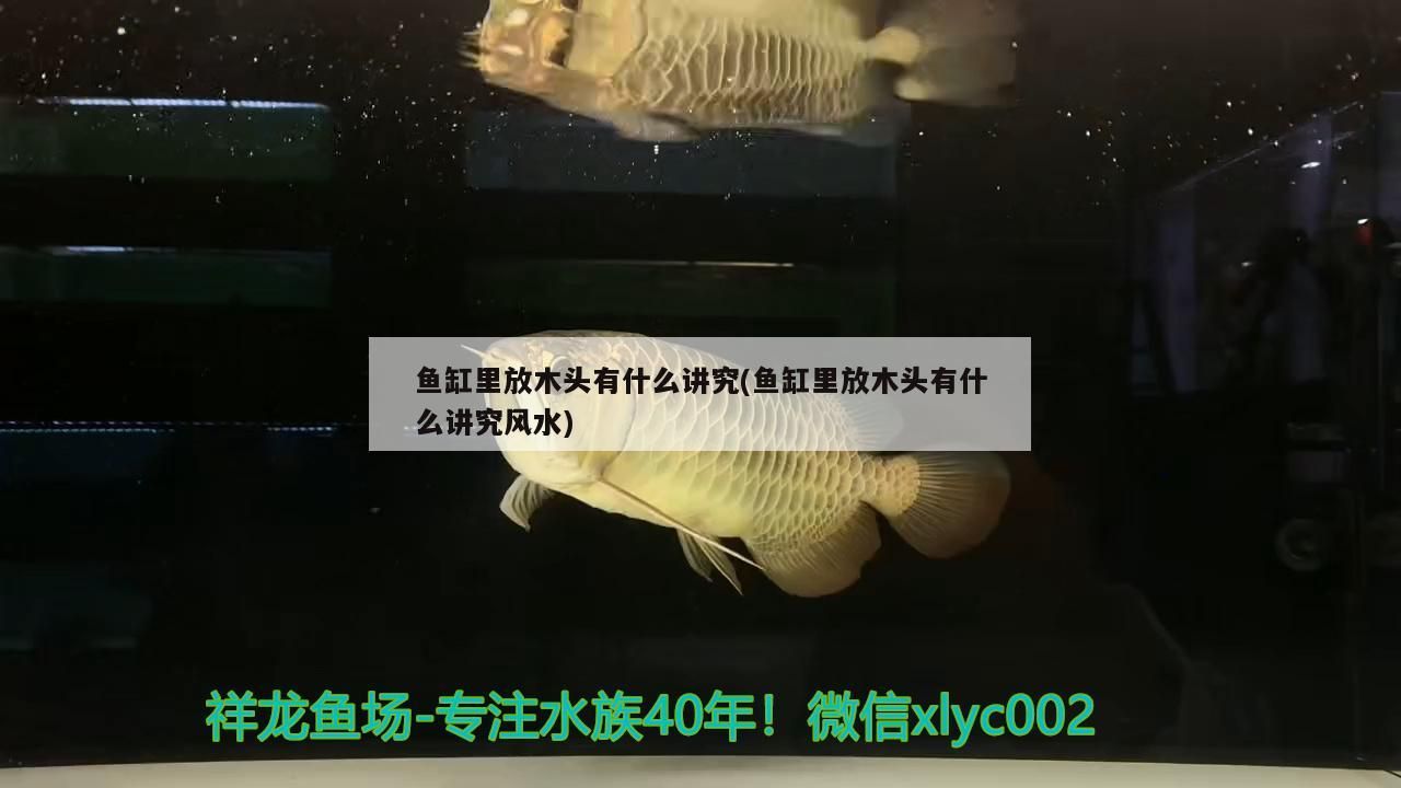 魚缸里放木頭有什么講究(魚缸里放木頭有什么講究風(fēng)水)