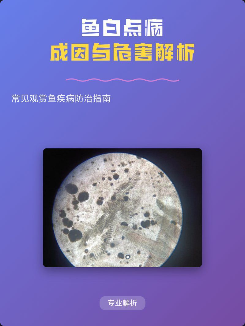 魚鱗片白點(diǎn)病有哪些癥狀？