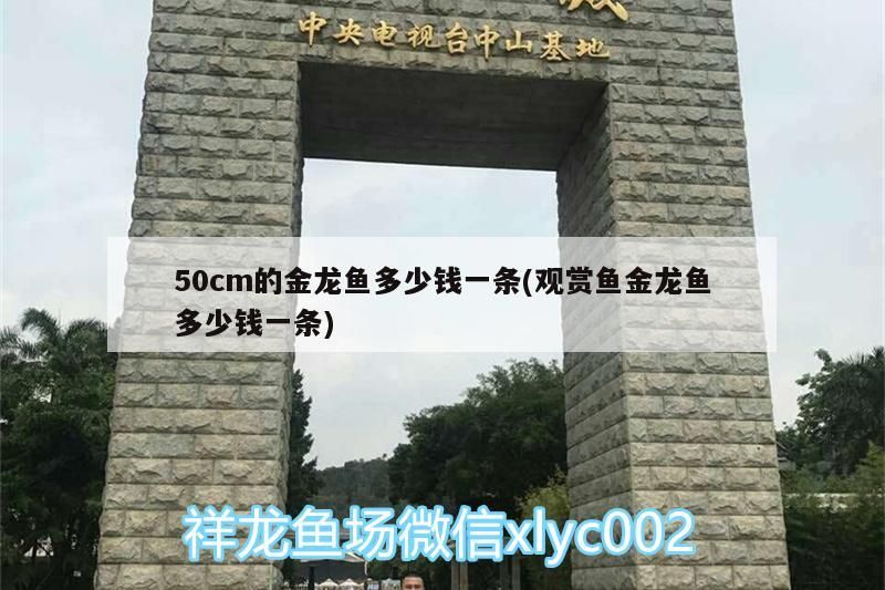50cm的金龍魚多少錢一條(觀賞魚金龍魚多少錢一條)