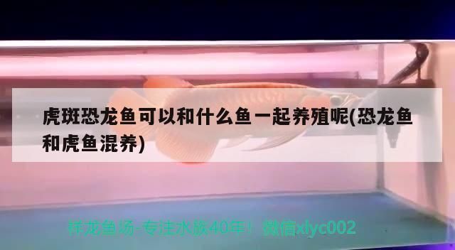 虎斑恐龍魚可以和什么魚一起養殖呢(恐龍魚和虎魚混養)