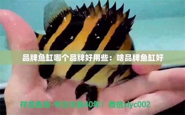 蘭州金龍魚專賣店地址（蘭州金龍魚專賣店怎么樣？）