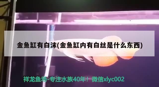 金魚缸有白沫(金魚缸內有白絲是什么東西)