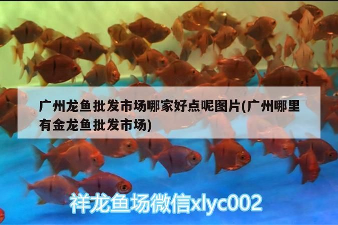 廣州龍魚批發市場哪家好點呢圖片(廣州哪里有金龍魚批發市場)