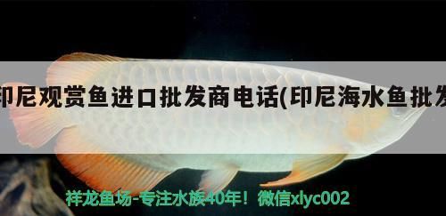 印尼觀賞魚進口批發商電話(印尼海水魚批發)