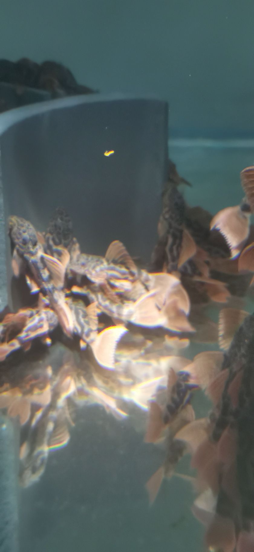 異形魚場便宜出L600魚苗，3十
