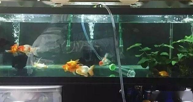 濱州龍緣閣水族用品有限公司（濱州龍緣閣水族用品有限公司電話）