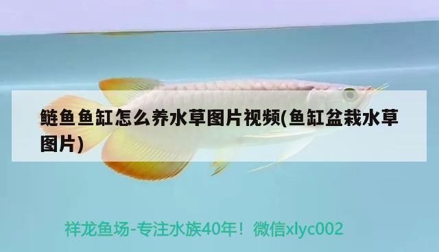 給大魚缸換水的作文:體驗給大魚缸換水的樂趣:體驗給大魚缸換水:給大魚缸換水的作文 鰱魚魚缸怎么養水草圖片視頻(魚缸盆栽水草圖片) 觀賞魚百科 鰱魚魚缸怎么養水草圖片視頻(魚缸盆栽水草圖片) 鰱魚魚缸怎么養水草圖片視頻(魚缸盆栽水草圖片) 觀賞魚百科