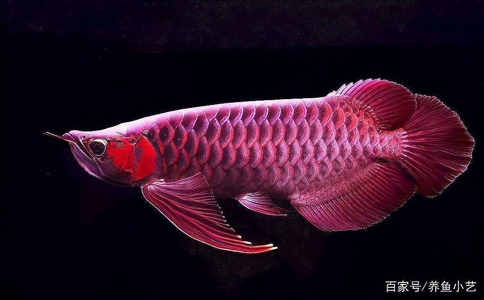 青白江龍魚 青白江龍魚 觀賞魚百科 第4張