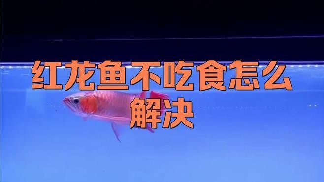 紅龍魚不吃飯最簡單處理方法