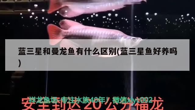 藍(lán)三星和曼龍魚有什么區(qū)別(藍(lán)三星魚好養(yǎng)嗎)