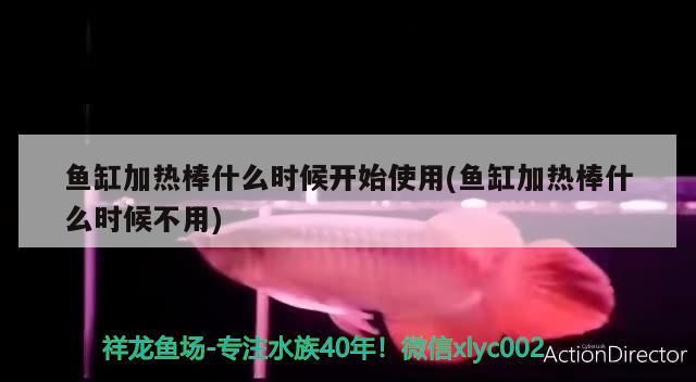 魚缸加熱棒什么時候開始使用(魚缸加熱棒什么時候不用)