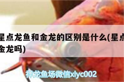金龍星點龍魚和金龍的區別是什么(星點龍魚屬于金龍嗎)