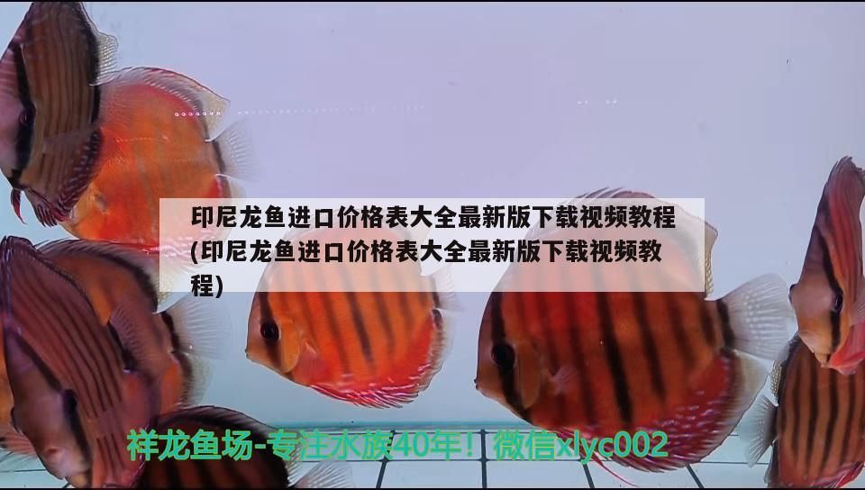 龍鳳錦鯉和龍魚可以混養嗎