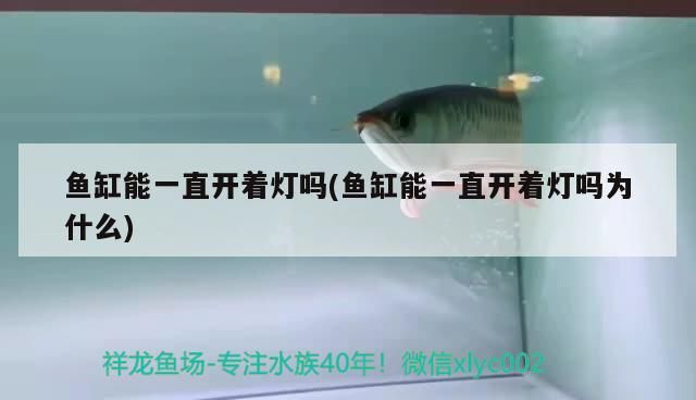 龍鳳錦鯉和龍魚可以混養嗎