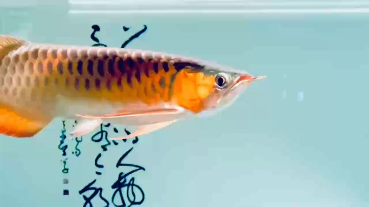 白天喂食、晚上觀魚