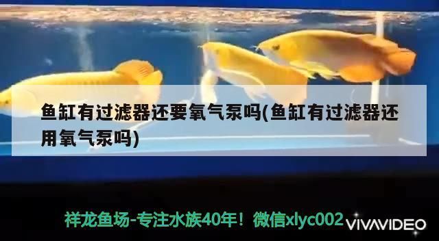 魚缸有過濾器還要氧氣泵嗎(魚缸有過濾器還用氧氣泵嗎)