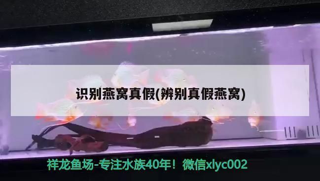 識別燕窩真假(辨別真假燕窩)