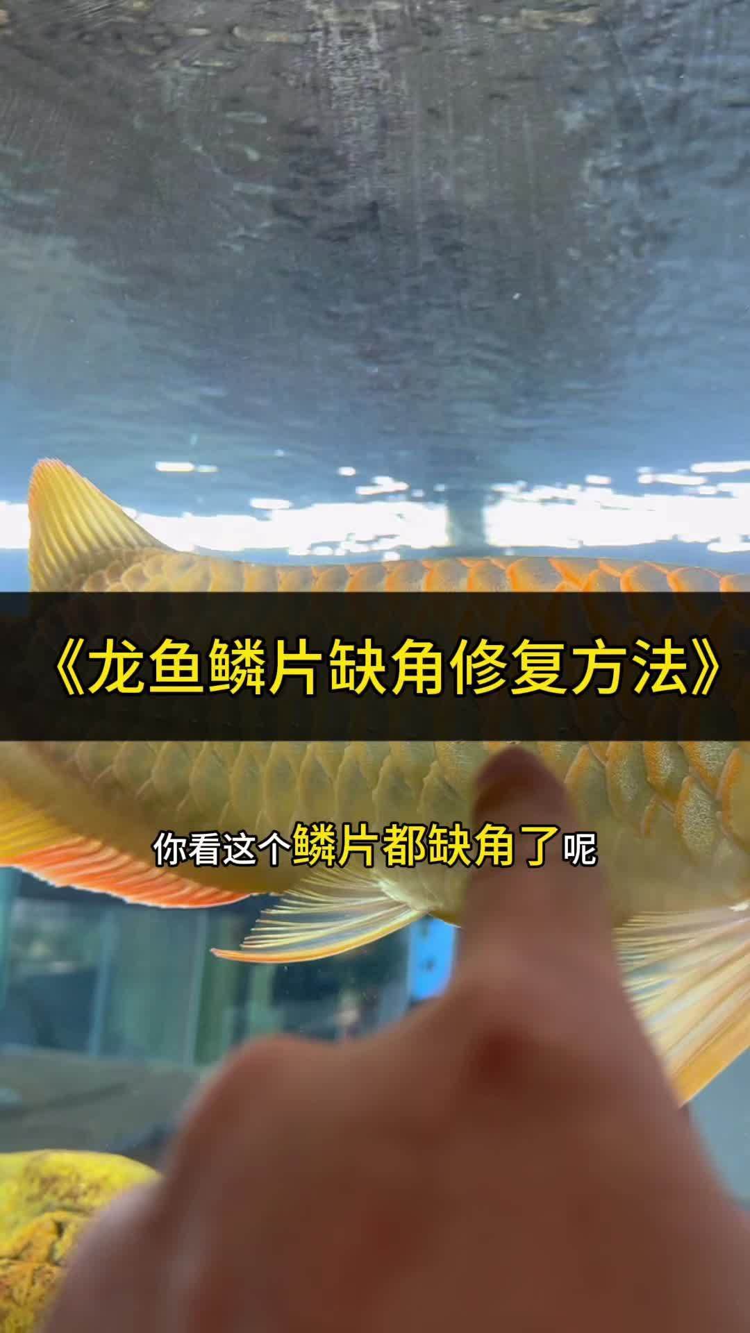 龍魚鱗片缺口如何護理？