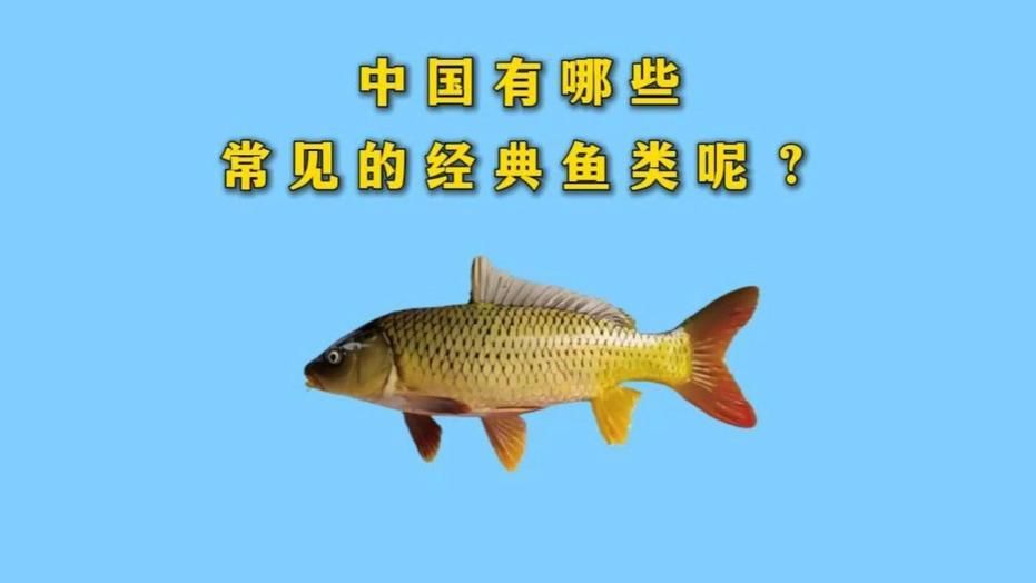 推薦一些魚類秒懂百科的視頻