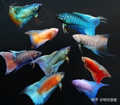 紅龍魚回收價格查詢最新：紅龍魚回收價格分析